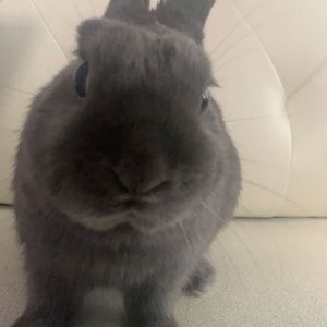 Meet your Posher, Angelina